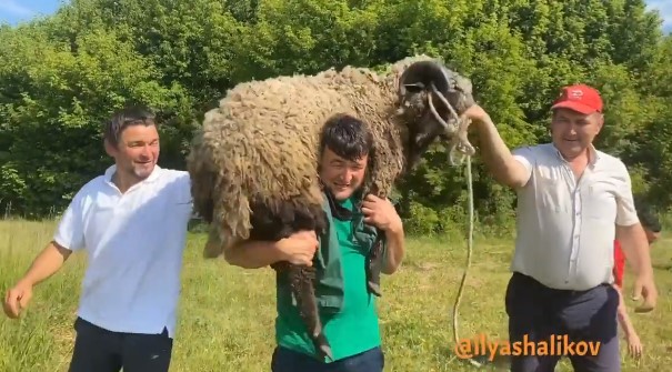 Ильяс Халиков онлайн Сабан туенда җиңеп, тәкә алган(ФОТО+ВИДЕО)